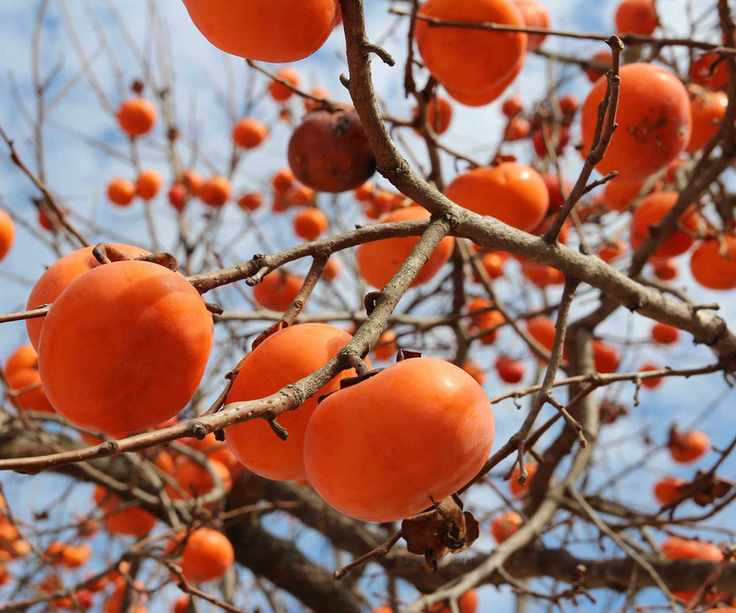 persimmons on tree