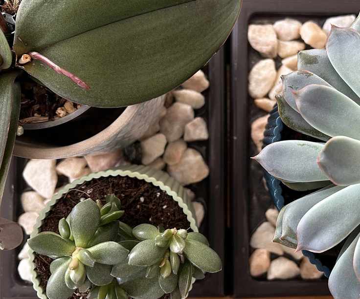 Overhead shot of two black pebble trays, one tray contains a large potted succulent, the other contains a smaller potted succulent and a potted orchid.