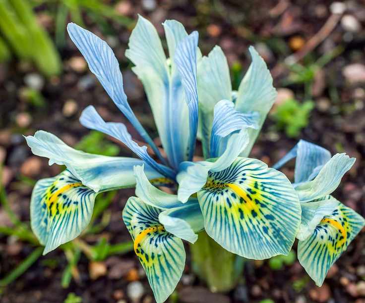 Iris reticulata 'Katherine Hodgkin'