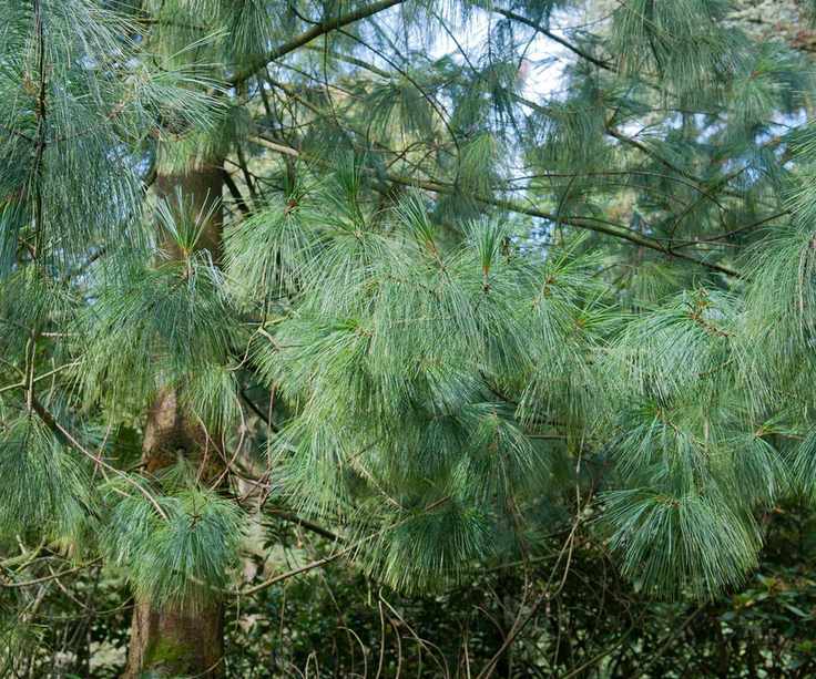 PINUS WALLICHIANA