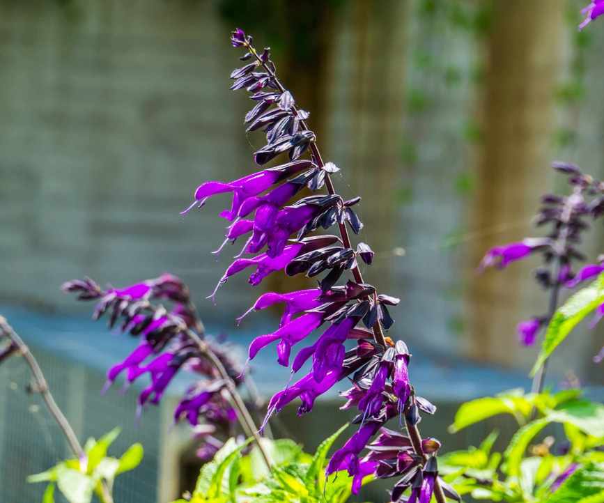 Purple salvia blooms with green leaves