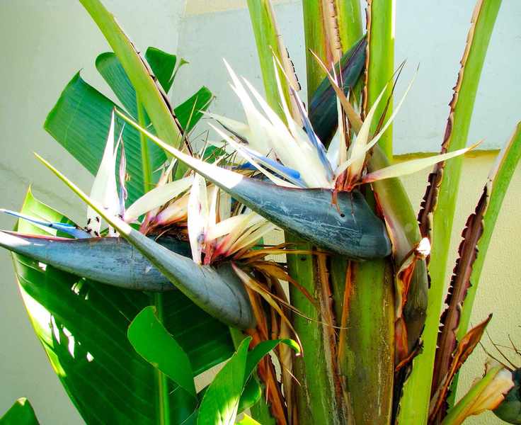 Plants to avoid in the bathroom