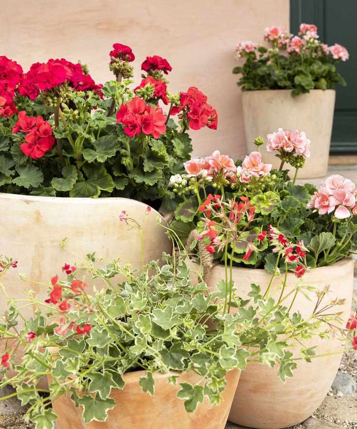 pelargoniums in pots