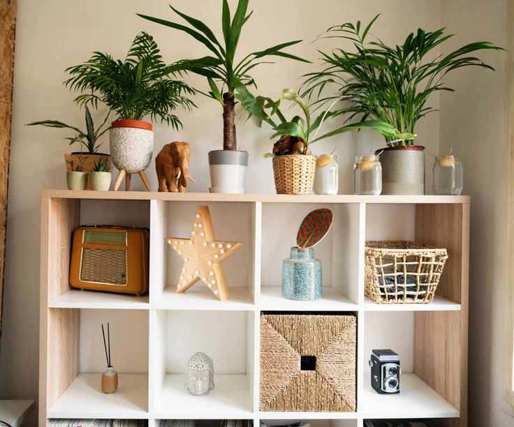 Bookshelf plant shelf