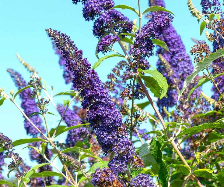 butterfly garden Buddleja davidii 'Blue Horizon' AGM in bloom