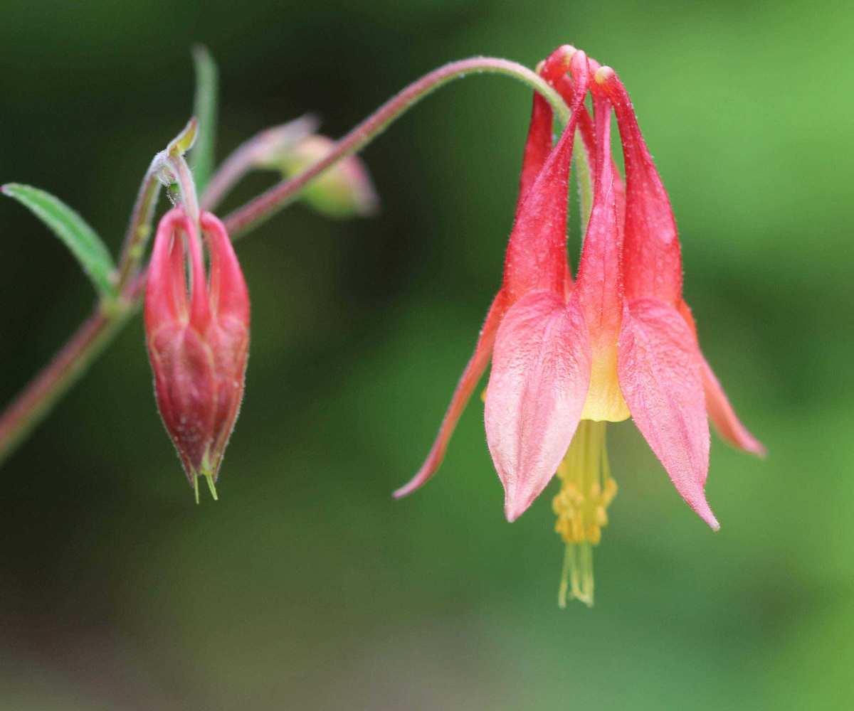 wild columbine flower