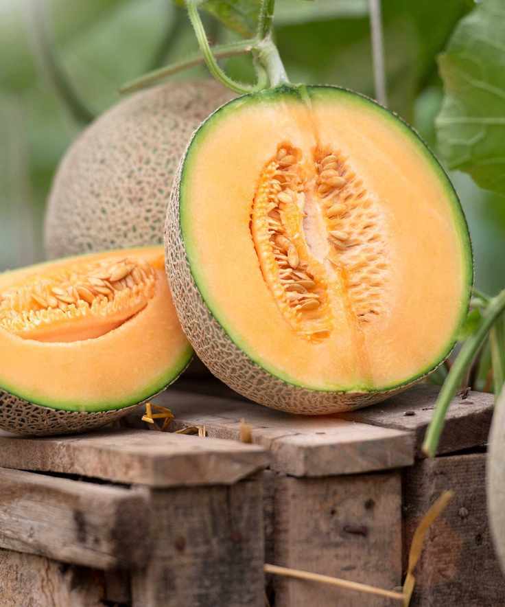 Melon cut in half