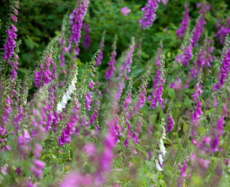 self seeding purple foxgloves growing in a garden