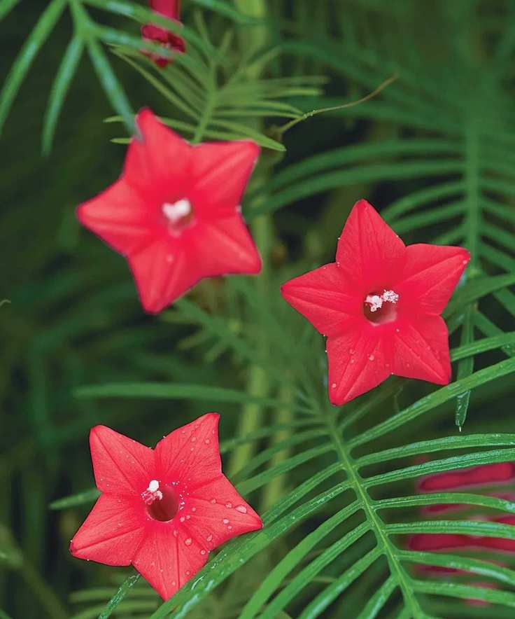 Cypress vine with red star-shaped flowers