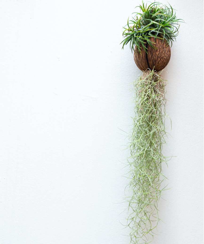 Air plant spanish moss