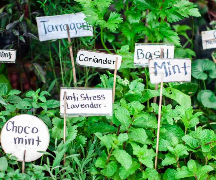 Herb garden