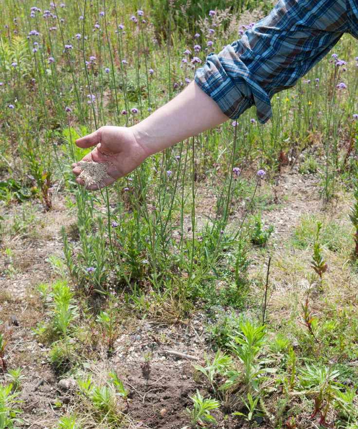 Person scattering seeds on raked soil in meadow