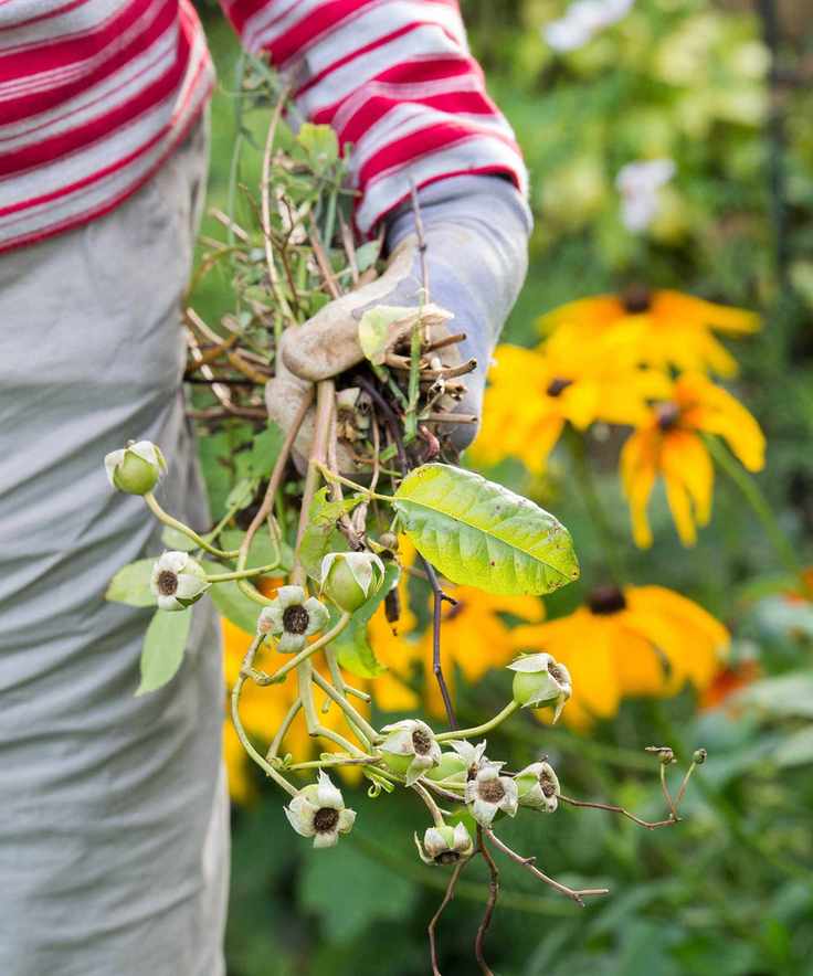 person holding dead flowers in a garden