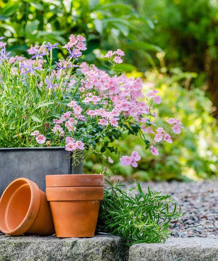 flowers in plant pots