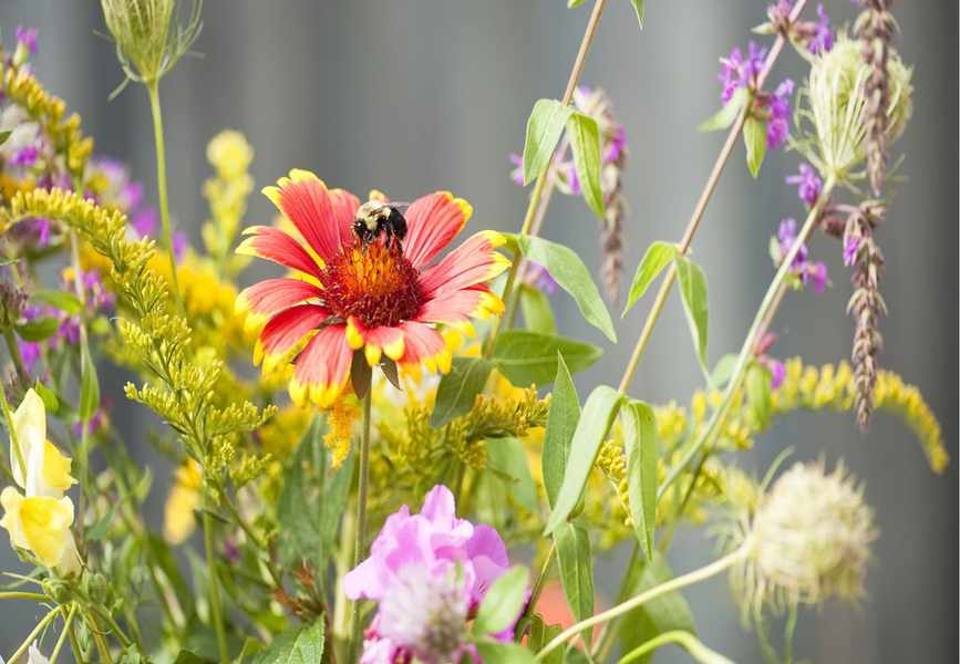 Top 7 Container Plants to Attract Pollinators to Your Garden