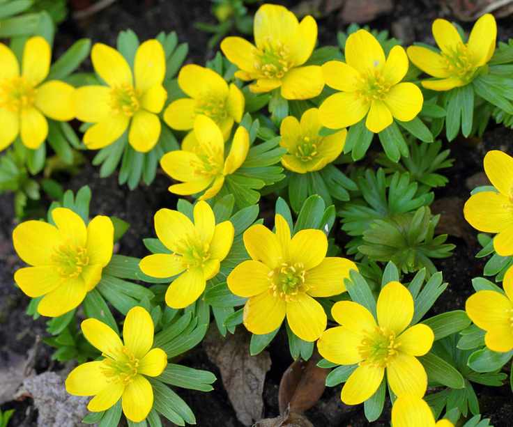 Cheerful yellow flowers of winter aconites (Eranthis)