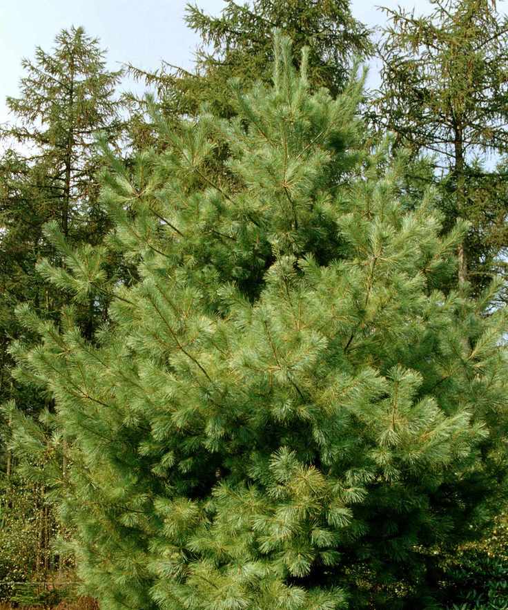Eastern White Pine Pinus Strobus