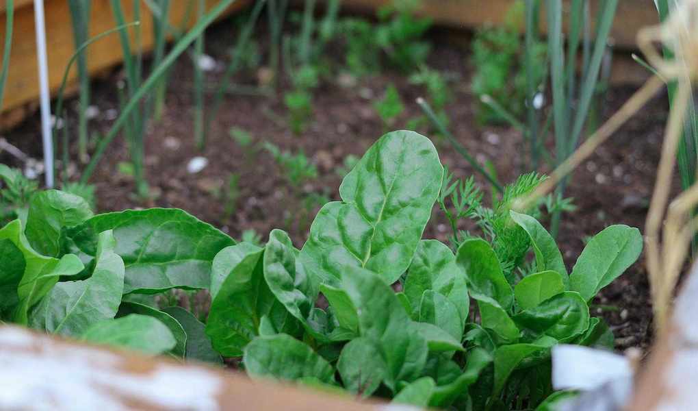 growing spinach in a raised bed