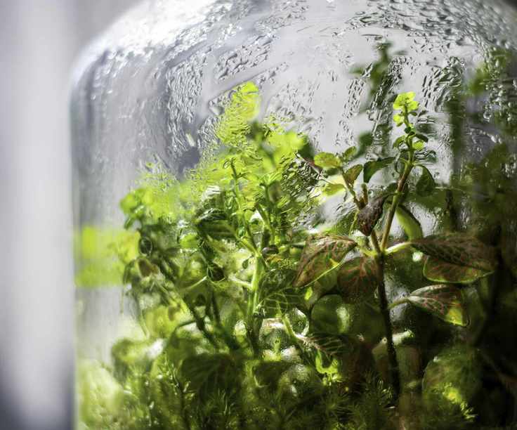 terrarium