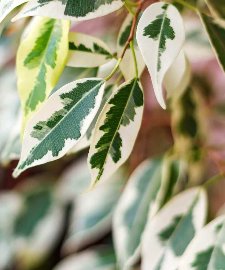 Weeping fig