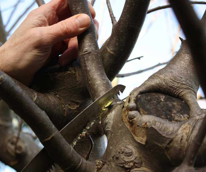 Pruning an overgrown fruit tree with a pruning saw
