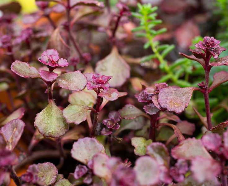 Sedum 'Lime Zinger' Sunsparkler series