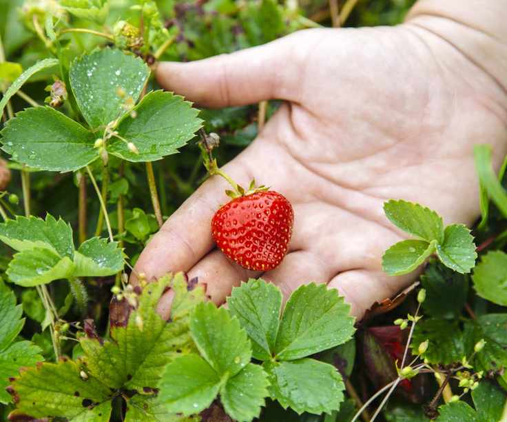 A strawberry plant with a ripe red fruit yet some brown leaves