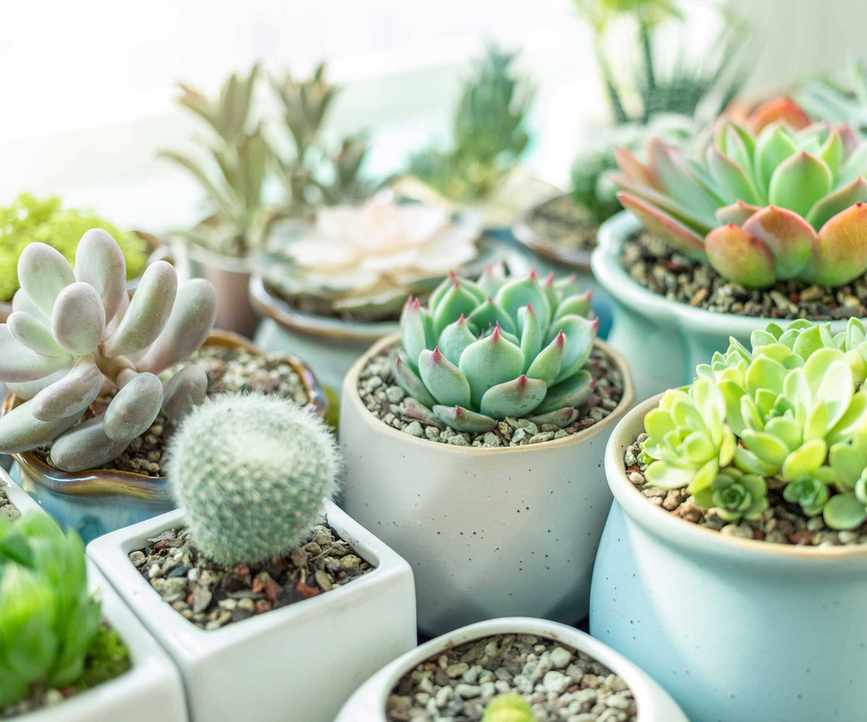 collection of small potted succulents and cacti