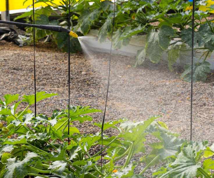 Spraying fertilizer on plants in a greenhouse