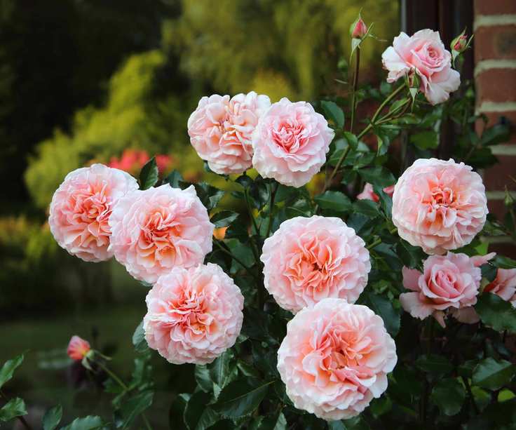 Pink roses in bloom