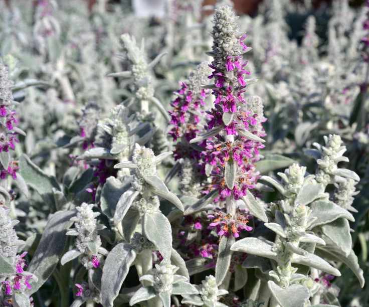 Stachys byzantina (lamb's ears)