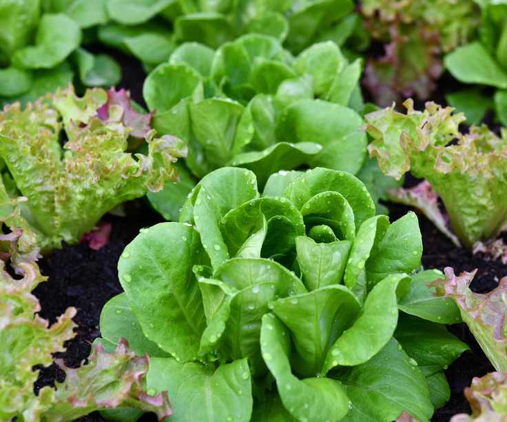 Healthy salad in the early bed