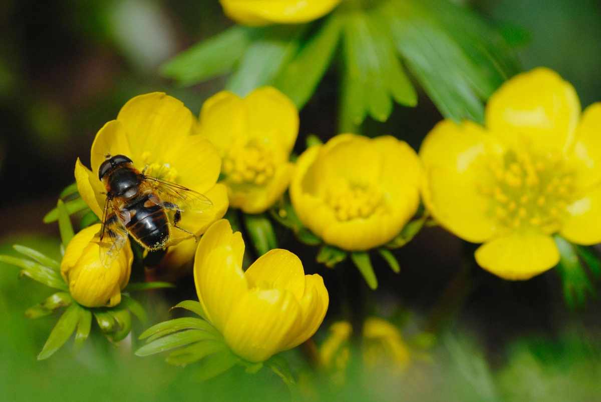 Eranthis hyemalis