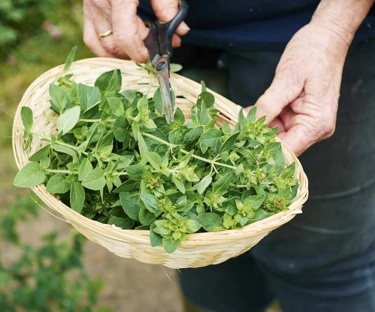 Oregano cuttings