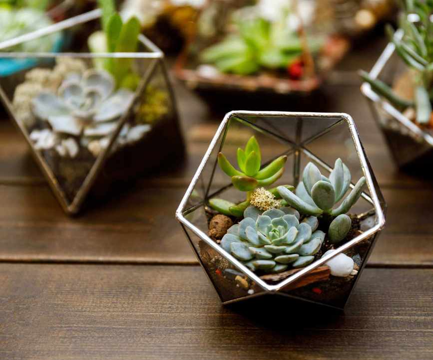 terrarium