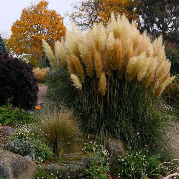 pampas grass in garden border with other grasses and plants
