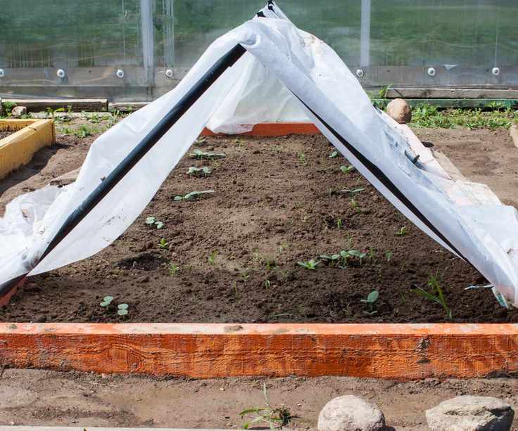 Vegetable seedlings protected from frost by a sheet