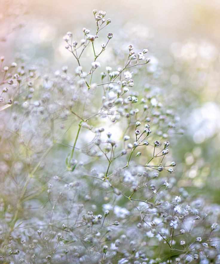 Gypsophila flowers up close