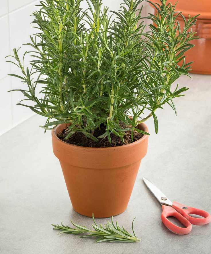 rosemary in terracotta pot