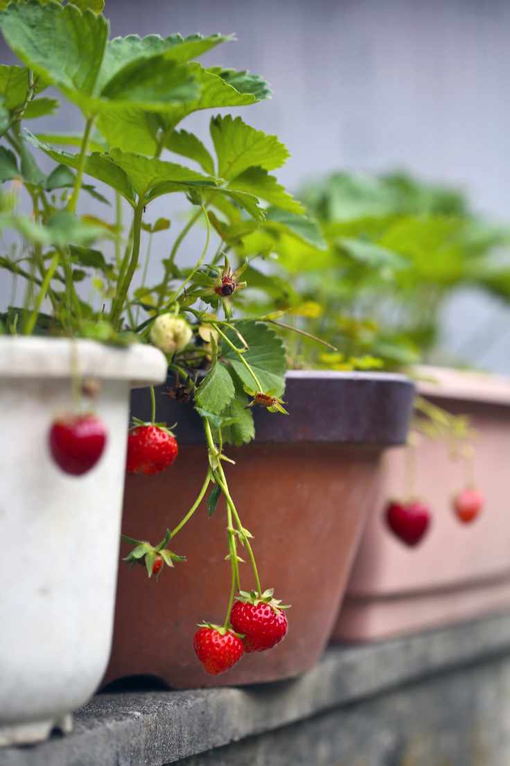 pots of strawberry plants with fruit in a row