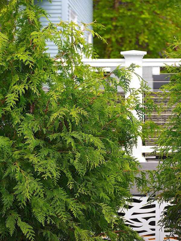Arborvitae 'Green Giant'