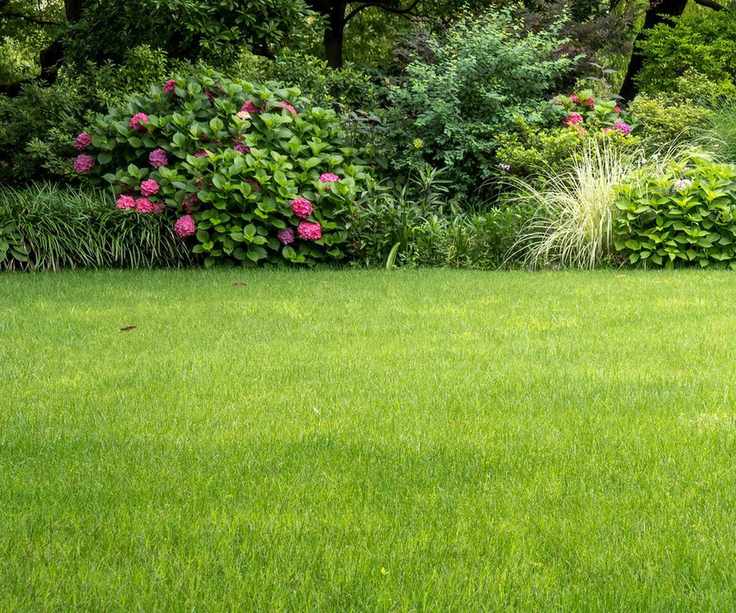 green lawn