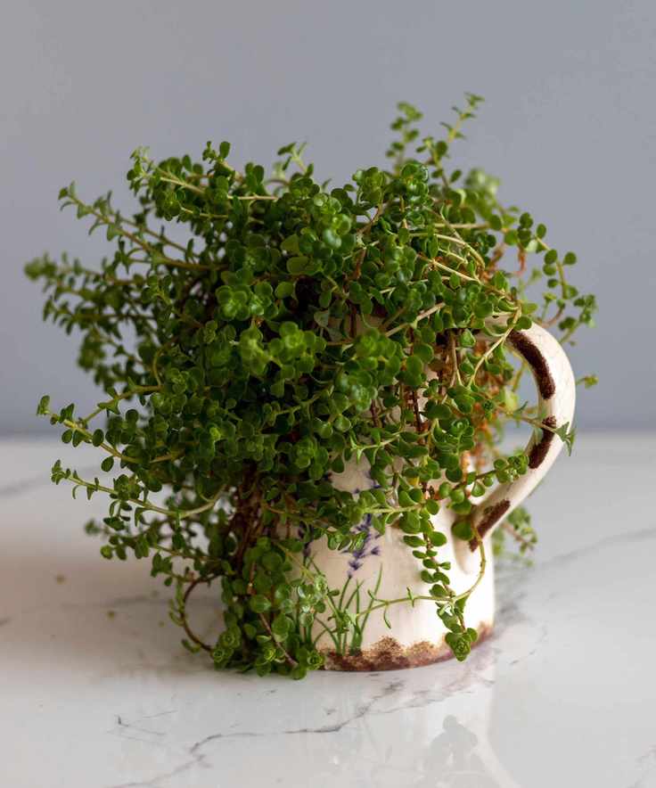 Houseplant Soleirolia soleirolii in a flowerpot