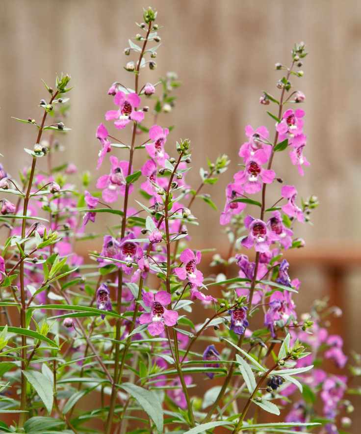 Angelonia