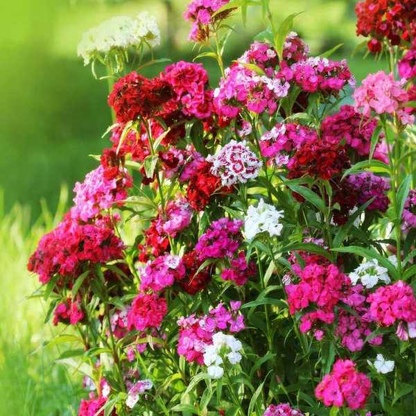 Sweet william dianthus
