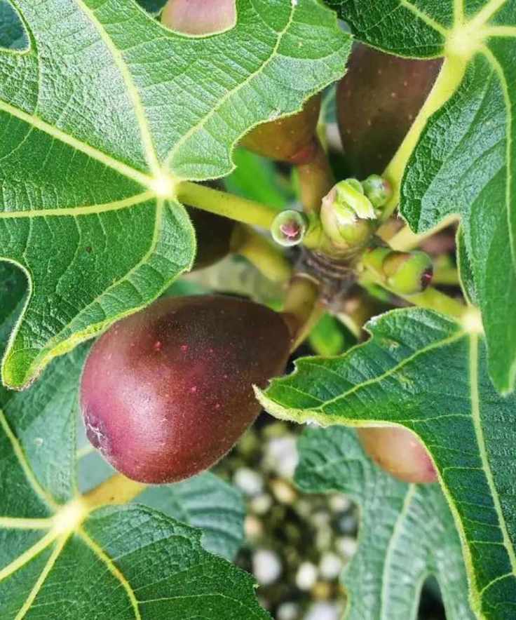 Little Miss Figgy fig tree