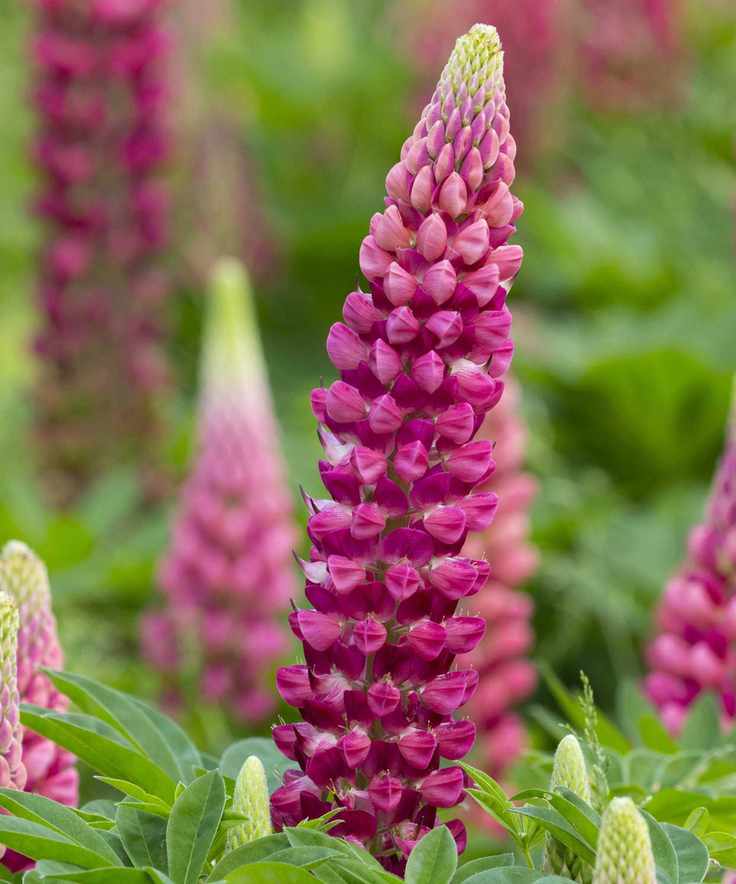 Lupin 'Gallery Pink'