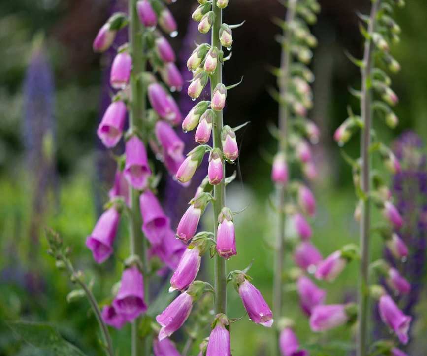 foxgloves
