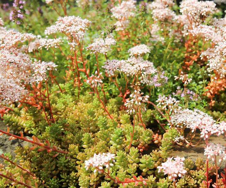white stonecrop (sedum album)