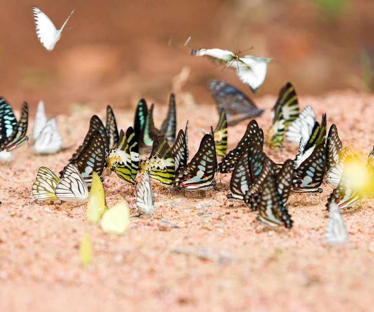 Butterflies puddling